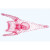 1(d). Asterias, starfish, t.s. of ray 2(e). Young starfish, horizontal sec. 3(f). Asterias, starfish, bipinnaria larva, w.m. 4(d). Echinus, young sea urchin, radial section 5(e). Development of sea urchin, eggs in different stages 6(d). Echinus, sea urchin, pluteus larva 7(e). Holothuria, sea cucumber, t.s. 8(c). Holothuria, w.m. of limy bodies 9(d). Bryozoa, moss animals, colony, sec. 10(f). Lingula, brachiopod, t.s.