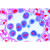 6 selected Microscope Slides. With depictured accompanying brochure 1(d). Mitosis, l.s. from Allium root tips showing plant mitosis stained with iron-hematoxyline 2(f). Mitotic stages in sec. of red bone marrow 3(e). Meiotic and mitotic stages in sec. of Salamandra testis 4(f). Lilium, anther t.s., microspore mother cells showing telophase of first and prophase of second division 5(f). Giant chromosomes, smear from salivary gland of Chironomus 6(f). Ascaris megalocephala embryology. Sec. of uteri showing maturation stages.