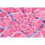 All our histology slides series are standardly coloured with AZAN: a multi-coloured staining with nuclear red for cell nuclei, connective tissue blue, erythrocytes orange and keratinized tissue red. The microscope slides are delivered on best glasses with fine ground edges of the size 26 x 76 mm (1" x 3").