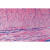 1(c). Squamous epithelium, scrapings from human mouth, w.m. 2(e). Columnar epithelium, human gall bladder, t.s. 3(e). Ciliated epithelium, human trachea, t.s. 4(d). Skin, human, from general body surface showing sweat glands 5(d). Human scalp, l.s. of hair 6(d). Developing of nail, human embryo, l.s. 7(e). Hyaline cartilage, human, t.s. 8(d). Elastic cartilage, ear of pig, t.s. 9(e). Developing cartilaginous bone, joint of human foetus, l.s. 10(e). Compact bone, c.s. and l.s. 11(f). Striated muscle, human, l.s., staining of striations 12(e). Striated muscle, human, t.s. 13(e). Smooth muscle, human, t.s. and l.s. 14(e). White fibrous tissue, human tendon, l.s. 15(e). Adipose tissue, human, t.s