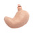 Replacement Stomach for Patient Care Training Manikin (005-1020720) – high-quality replacement component designed for realistic gastrointestinal training simulations. Available at EMRN.ca.
