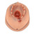The Episiotomy Suture Training Module P96 will enhance your Birthing Simulator P90 PRO or BASIC
with realistic postpartum episiotomy suturing and repair skills trainer inserts. The soft skin will support real sutures and will enable the trainee to gain experience in instrument handling as well as suture techniques and tying knots.