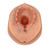 The Episiotomy Suture Training Module P96 will enhance your Birthing Simulator P90 PRO or BASIC
with realistic postpartum episiotomy suturing and repair skills trainer inserts. The soft skin will support real sutures and will enable the trainee to gain experience in instrument handling as well as suture techniques and tying knots.