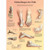 This colorful anatomical chart displays several different deformities of the feet. The gross anatomy of foot deformities are displayed on this anatomy poster along with useful information.