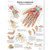 Hand and Wrist Chart -  Anatomy and Pathology