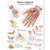 This anatomical chart depicts the anatomy and pathology of the hand and wrist in bright colors. The poster presents the wrist in anatomical detail while reviewing common pathologies that can affect the area.