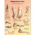 Deformities of the Feet Chart