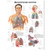 The Respiratory System  Chart