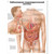 This colorful anatomical chart presents the diseases of the digestive system. The anatomy and pathology of diseases of the digestive system are illustrated in anatomic detail.
