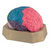 Colored Brain Model, This two-piece, color-coded brain model allows for easy identification of the lobes of the brain.
