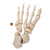 Disarticulated Half Human Skeleton Model, Hand & Foot - 3B Smart Anatomy