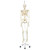 Proven Quality - even more stable! Stan, the standard model of a human skeleton, has been appreciated throughout the world for decades. Thanks to its very high quality and robust construction, it is perfect for use in hospitals, schools, universities and laboratories. So choose Stan, the original among artificial skeletons. Now available on a stable metal stand with 5 casters!