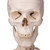 Proven Quality - even more stable! Stan, the standard model of a human skeleton, has been appreciated throughout the world for decades. Thanks to its very high quality and robust construction, it is perfect for use in hospitals, schools, universities and laboratories. So choose Stan, the original among artificial skeletons. Now available on a stable metal stand with 5 casters!