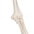 Proven Quality - even more stable! Stan, the standard model of a human skeleton, has been appreciated throughout the world for decades. Thanks to its very high quality and robust construction, it is perfect for use in hospitals, schools, universities and laboratories. So choose Stan, the original among artificial skeletons. Now available on a stable metal stand with 5 casters!