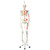 Max has all the advantages of a 3B Scientific® skeleton and also shows the structural interaction between the bones and muscles. On the left side of the skeleton over 600 important medical and anatomical structures are shown, such as the muscle origins (red) and insertions (blue) as well as hand-numbered bones, fissures and foramina on the right side. Now available on a stable metal stand with 5 casters!