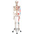 Max has all the advantages of a 3B Scientific® skeleton and also shows the structural interaction between the bones and muscles. On the left side of the skeleton over 600 important medical and anatomical structures are shown, such as the muscle origins (red) and insertions (blue) as well as hand-numbered bones, fissures and foramina on the right side. Now available on a stable metal stand with 5 casters!