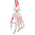 Max has all the advantages of a 3B Scientific® skeleton and also shows the structural interaction between the bones and muscles. On the left side of the skeleton over 600 important medical and anatomical structures are shown, such as the muscle origins (red) and insertions (blue) as well as hand-numbered bones, fissures and foramina on the right side. Now available on a stable metal stand with 5 casters!