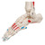 Max has all the advantages of a 3B Scientific® skeleton and also shows the structural interaction between the bones and muscles. On the left side of the skeleton over 600 important medical and anatomical structures are shown, such as the muscle origins (red) and insertions (blue) as well as hand-numbered bones, fissures and foramina on the right side. Now available on a stable metal stand with 5 casters!