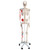 Max has all the advantages of a 3B Scientific® skeleton and also shows the structural interaction between the bones and muscles. On the left side of the skeleton over 600 important medical and anatomical structures are shown, such as the muscle origins (red) and insertions (blue) as well as hand-numbered bones, fissures and foramina on the right side. Now available on a stable metal stand with 5 casters!