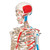 Max has all the advantages of a 3B Scientific® skeleton and also shows the structural interaction between the bones and muscles. On the left side of the skeleton over 600 important medical and anatomical structures are shown, such as the muscle origins (red) and insertions (blue) as well as hand-numbered bones, fissures and foramina on the right side. Now available on a stable metal stand with 5 casters!