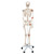 Skeleton model Leo offers the advantages of a 3B Scientific® skeleton and also shows the functional and anatomical connections between the bones and the ligaments. Its elastic ligaments on the larger joints (shoulder, elbow, hip and knee) have been incorporated on the right side of the skeleton. Now available on a stable metal stand with 5 casters!