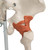 Skeleton model Leo offers the advantages of a 3B Scientific® skeleton and also shows the functional and anatomical connections between the bones and the ligaments. Its elastic ligaments on the larger joints (shoulder, elbow, hip and knee) have been incorporated on the right side of the skeleton. Now available on a stable metal stand with 5 casters!