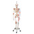 Sam offers all the advantages of a 3B Scientific® skeleton. With Sam, you can also demonstrate the movements of the skull via the head joints, and thanks to the fully flexible spine, you can adjust the model to place it in natural body postures. The unique combination of muscle origins and insertions, flexible ligaments, and flexible spine with a slipped disc between the 3rd and 4th lumbar vertebrae clearly the show medical and anatomical interest of this top model's more than 600 structures. Now available on a stable metal stand with 5 casters!