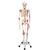 Sam offers all the advantages of a 3B Scientific® skeleton. With Sam, you can also demonstrate the movements of the skull via the head joints, and thanks to the fully flexible spine, you can adjust the model to place it in natural body postures. The unique combination of muscle origins and insertions, flexible ligaments, and flexible spine with a slipped disc between the 3rd and 4th lumbar vertebrae clearly the show medical and anatomical interest of this top model's more than 600 structures. Now available on a stable metal stand with 5 casters!