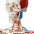 Sam offers all the advantages of a 3B Scientific® skeleton. With Sam, you can also demonstrate the movements of the skull via the head joints, and thanks to the fully flexible spine, you can adjust the model to place it in natural body postures. The unique combination of muscle origins and insertions, flexible ligaments, and flexible spine with a slipped disc between the 3rd and 4th lumbar vertebrae clearly the show medical and anatomical interest of this top model's more than 600 structures. Now available on a stable metal stand with 5 casters!
