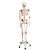 Sam offers all the advantages of a 3B Scientific® skeleton. With Sam, you can also demonstrate the movements of the skull via the head joints, and thanks to the fully flexible spine, you can adjust the model to place it in natural body postures. The unique combination of muscle origins and insertions, flexible ligaments, and flexible spine with a slipped disc between the 3rd and 4th lumbar vertebrae clearly the show medical and anatomical interest of this top model's more than 600 structures. Now available on a stable metal stand with 5 casters!