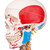 Sam offers all the advantages of a 3B Scientific® skeleton. With Sam, you can also demonstrate the movements of the skull via the head joints, and thanks to the fully flexible spine, you can adjust the model to place it in natural body postures. The unique combination of muscle origins and insertions, flexible ligaments, and flexible spine with a slipped disc between the 3rd and 4th lumbar vertebrae clearly the show medical and anatomical interest of this top model's more than 600 structures. Now available on a stable metal stand with 5 casters!