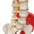 Human Skeleton Model "Sam" with Muscles & Ligaments - 3B Smart Anatomy