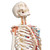 Sam offers all the advantages of a 3B Scientific® skeleton. With Sam, you can also demonstrate the movements of the skull via the head joints, and thanks to the fully flexible spine, you can adjust the model to place it in natural body postures. The unique combination of muscle origins and insertions, flexible ligaments, and flexible spine with a slipped disc between the 3rd and 4th lumbar vertebrae clearly the show medical and anatomical interest of this top model's more than 600 structures. Now available on a stable metal stand with 5 casters!