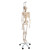 Phil is unique! He offers all the advantages of a 3B Scientific® skeleton and features an almost true-to-life reproduction of the joints system. Demonstrate internal and external rotation of the limbs and show how the knee and elbow joints move and stretch. The flexible spine can make natural movements (lateral bend, movement and stretching, rotation). The hand bones of this 3B Scientific® skeleton model have been assembled on wire to show their natural position. The flexible assembly of the foot bones makes them maneuverable. The shoulder blades twist when the arms are raised. Even the low level of maneuverability of the sacroiliac joint and the sacrococcygeal symphysis can be demonstrated. Now available on a stable metal hanging stand with 5 casters!