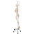 Phil is unique! He offers all the advantages of a 3B Scientific® skeleton and features an almost true-to-life reproduction of the joints system. Demonstrate internal and external rotation of the limbs and show how the knee and elbow joints move and stretch. The flexible spine can make natural movements (lateral bend, movement and stretching, rotation). The hand bones of this 3B Scientific® skeleton model have been assembled on wire to show their natural position. The flexible assembly of the foot bones makes them maneuverable. The shoulder blades twist when the arms are raised. Even the low level of maneuverability of the sacroiliac joint and the sacrococcygeal symphysis can be demonstrated. Now available on a stable metal hanging stand with 5 casters!