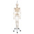Phil is unique! He offers all the advantages of a 3B Scientific® skeleton and features an almost true-to-life reproduction of the joints system. Demonstrate internal and external rotation of the limbs and show how the knee and elbow joints move and stretch. The flexible spine can make natural movements (lateral bend, movement and stretching, rotation). The hand bones of this 3B Scientific® skeleton model have been assembled on wire to show their natural position. The flexible assembly of the foot bones makes them maneuverable. The shoulder blades twist when the arms are raised. Even the low level of maneuverability of the sacroiliac joint and the sacrococcygeal symphysis can be demonstrated. Now available on a stable metal hanging stand with 5 casters!