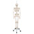 Phil is unique! He offers all the advantages of a 3B Scientific® skeleton and features an almost true-to-life reproduction of the joints system. Demonstrate internal and external rotation of the limbs and show how the knee and elbow joints move and stretch. The flexible spine can make natural movements (lateral bend, movement and stretching, rotation). The hand bones of this 3B Scientific® skeleton model have been assembled on wire to show their natural position. The flexible assembly of the foot bones makes them maneuverable. The shoulder blades twist when the arms are raised. Even the low level of maneuverability of the sacroiliac joint and the sacrococcygeal symphysis can be demonstrated. Now available on a stable metal hanging stand with 5 casters!