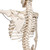 Phil is unique! He offers all the advantages of a 3B Scientific® skeleton and features an almost true-to-life reproduction of the joints system. Demonstrate internal and external rotation of the limbs and show how the knee and elbow joints move and stretch. The flexible spine can make natural movements (lateral bend, movement and stretching, rotation). The hand bones of this 3B Scientific® skeleton model have been assembled on wire to show their natural position. The flexible assembly of the foot bones makes them maneuverable. The shoulder blades twist when the arms are raised. Even the low level of maneuverability of the sacroiliac joint and the sacrococcygeal symphysis can be demonstrated. Now available on a stable metal hanging stand with 5 casters!