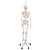 Designed and developed with the help of John Chester M.D. (consultant at the Feldenkrais Guild N.A.). It features an impressive new assembly of all the joints that enable it to make individual movements that are almost true-to-life. Demonstrate the complex movement sequences of the upper limb.