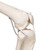 Designed and developed with the help of John Chester M.D. (consultant at the Feldenkrais Guild N.A.). It features an impressive new assembly of all the joints that enable it to make individual movements that are almost true-to-life. Demonstrate the complex movement sequences of the upper limb.
