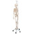 Designed and developed with the help of John Chester M.D. (consultant at the Feldenkrais Guild N.A.). It features an impressive new assembly of all the joints that enable it to make individual movements that are almost true-to-life. Demonstrate the complex movement sequences of the upper limb.