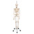 Designed and developed with the help of John Chester M.D. (consultant at the Feldenkrais Guild N.A.). It features an impressive new assembly of all the joints that enable it to make individual movements that are almost true-to-life. Demonstrate the complex movement sequences of the upper limb.