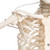 Designed and developed with the help of John Chester M.D. (consultant at the Feldenkrais Guild N.A.). It features an impressive new assembly of all the joints that enable it to make individual movements that are almost true-to-life. Demonstrate the complex movement sequences of the upper limb.