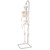 Mini Human Skeleton Model Shorty, Half Natural Size - 3B Smart Anatomy 005-1000039 – compact, anatomically accurate skeleton model perfect for education and demonstrations. Includes 3B Smart Anatomy for interactive learning.