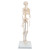 Mini Human Skeleton Model Shorty, Half Natural Size - 3B Smart Anatomy 005-1000039 – compact, anatomically accurate skeleton model perfect for education and demonstrations. Includes 3B Smart Anatomy for interactive learning.
