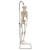 Mini Human Skeleton Model Shorty, Half Natural Size - 3B Smart Anatomy 005-1000039 – compact, anatomically accurate skeleton model perfect for education and demonstrations. Includes 3B Smart Anatomy for interactive learning.