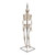 Mini Human Skeleton Model Shorty, Half Natural Size - 3B Smart Anatomy 005-1000039 – compact, anatomically accurate skeleton model perfect for education and demonstrations. Includes 3B Smart Anatomy for interactive learning.