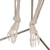 Mini Human Skeleton Model Shorty, Half Natural Size - 3B Smart Anatomy 005-1000039 – compact, anatomically accurate skeleton model perfect for education and demonstrations. Includes 3B Smart Anatomy for interactive learning.