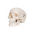 Our mini skull is a great three part anatomical model. The mini skull model precisely depicts the anatomical structures of the human skull in a manner that is true to detail and can be disassembled into skullcap, base of skull and mandible. This skull is a great addition to any classroom.

Every original 3B Scientific® Anatomy Model gives you direct access to its digital twin on your smartphone, tablet or desktop device.
