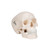 Our mini skull is a great three part anatomical model. The mini skull model precisely depicts the anatomical structures of the human skull in a manner that is true to detail and can be disassembled into skullcap, base of skull and mandible. This skull is a great addition to any classroom.

Every original 3B Scientific® Anatomy Model gives you direct access to its digital twin on your smartphone, tablet or desktop device.